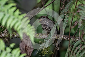 Juvenile rufous-throated bronze cuckooobserved in Arfak mountains in West Papua