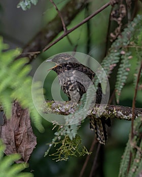 Juvenile rufous-throated bronze cuckooobserved in Arfak mountains in West Papua photo