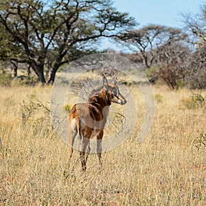 Juvenile Sable Antelope