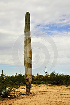 Juvenile Saguaro Cactus Sonora desert Arizona