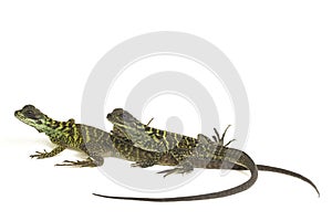 Juvenile Sailfin Dragon Lizard Hydrosaurus weberi isolated on white