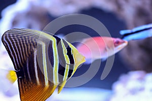 The juvenile sailfin tang - (Zebrasoma velifer)