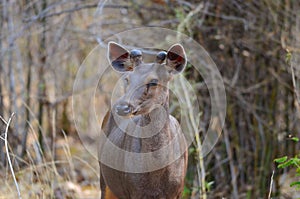 Juvenile Sambar Deer