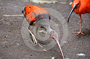 Juvenile Scarlet Ibis long bill pecking at ground