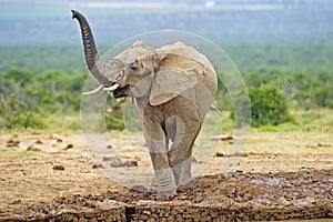 Juvenile Scenting Elephant