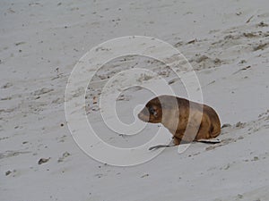 Juvenile sea lion