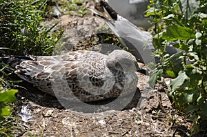 Juvenile Seafowl