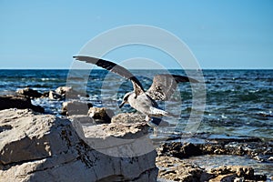 Juvenile seagull landing on a rock outcrop