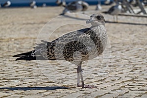 Juvenile seagull near the docks