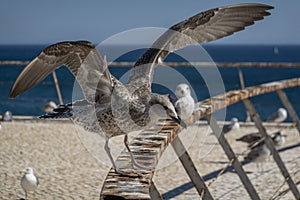 Juvenile seagull near the docks