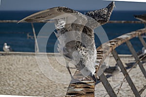 Juvenile seagull near the docks