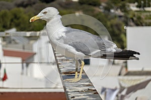 Juvenile seagull near the docks