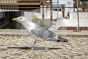 Juvenile seagull near the docks