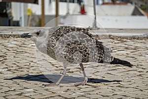 Juvenile seagull near the docks