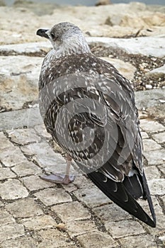 Juvenile seagull near the docks