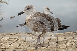 Juvenile seagull near the docks