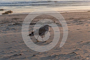 Juvenile seagull at Zuma Beach at sunset, Malibu, California