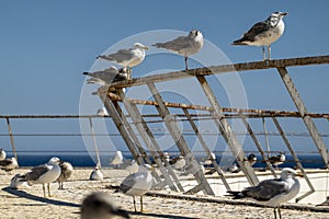 Juvenile seagulls near the docks