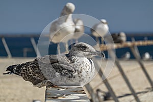 Juvenile seagulls near the docks