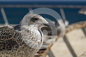 Juvenile seagulls near the docks