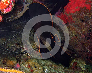 Juvenile Shaded Batfish