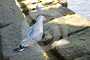 Juvenile Silver gull bird with mottled brown feathers standing n