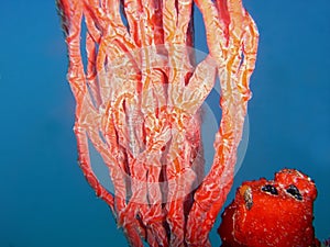 A Juvenile Slender Filefish on Red Tree Sponge photo