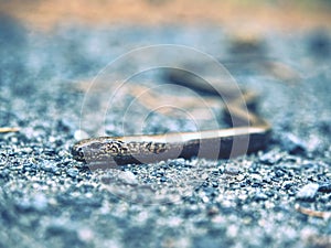 Juvenile slow worm & x28; Anguis colchica & x29; in detail. Portrait