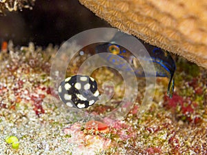 Juvenile smooth trunkfis, Lactophrys triqueter. CuraÃÂ§ao, Lesser Antilles, Caribbean