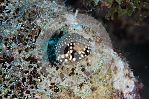 Juvenile Smooth Trunkfish on Caribbean Coral Reef
