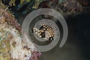 Juvenile Smooth Trunkfish on Caribbean Coral Reef