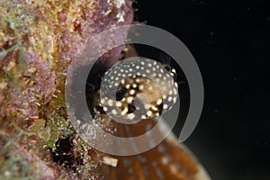 Juvenile Smooth Trunkfish on Caribbean Coral Reef