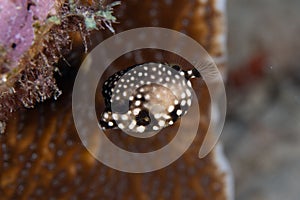 Juvenile Smooth Trunkfish on Caribbean Coral Reef