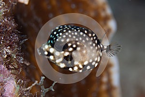 Juvenile Smooth Trunkfish on Caribbean Coral Reef