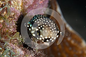 Juvenile Smooth Trunkfish on Caribbean Coral Reef