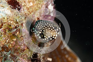 Juvenile Smooth Trunkfish on Caribbean Coral Reef