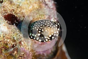 Juvenile Smooth Trunkfish on Caribbean Coral Reef