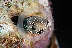 Juvenile Smooth Trunkfish on Caribbean Coral Reef