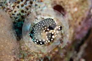 Juvenile Smooth Trunkfish on Caribbean Coral Reef