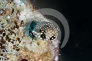 Juvenile Smooth Trunkfish on Caribbean Coral Reef