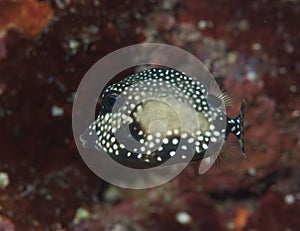 Juvenile Smooth Trunkfish-Lactophrys triqueter