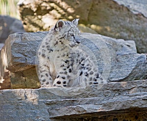 Juvenile snow leopard