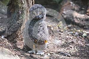 Juvenile snowy owl chick looking strictly