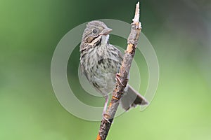 Juvenile Song Sparrow (Melospiza melodia)