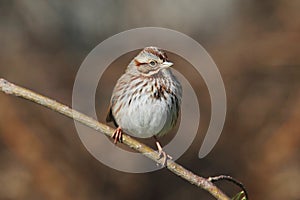 Juvenile Song Sparrow (Melospiza melodia) photo