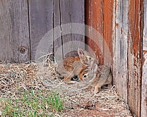 Juvenile Southeastern Cottontail rabbits hunker down