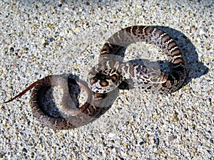 Juvenile southern black racer snake coluber constrictor priapus