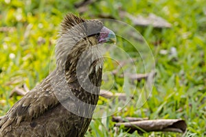 Juvenile Southern Crested Caracara,Side View