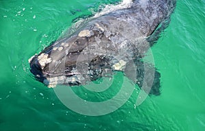 Juvenile Southern Right Whale