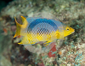 Juvenile Spanish Hogfish